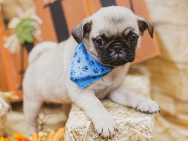 Pug DOG Male Fawn Black Mask 15510 Petland Wichita, Kansas