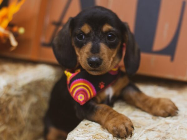 Miniature Dachshund DOG Female Black & Tan 15509 Petland Wichita, Kansas