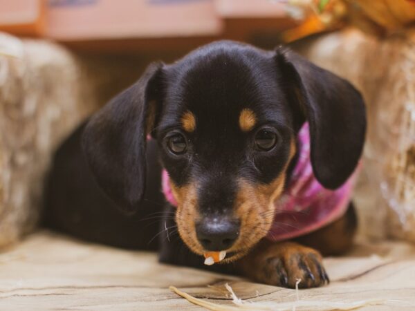 Miniature Dachshund DOG Female Smooth coat Black & Tan 15508 Petland Wichita, Kansas