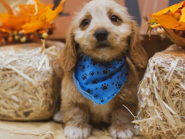 Miniature Dachshund DOG Male Long haired golden 15507 Petland Wichita, Kansas