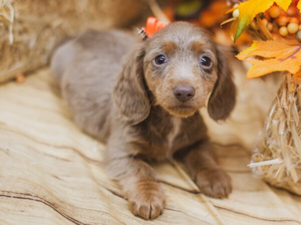 Miniature Dachshund DOG Female Long haired blue and tan Isabella 15506 Petland Wichita, Kansas