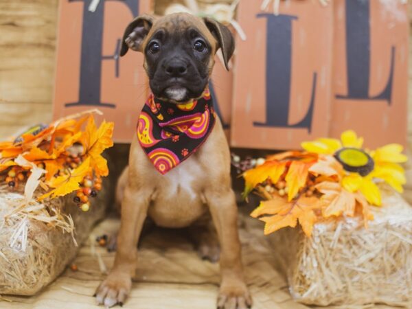 Boxer DOG Female Fawn 15505 Petland Wichita, Kansas