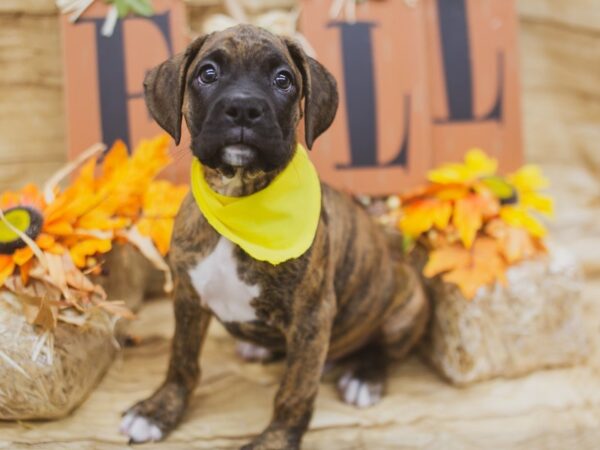 Boxer DOG Male Brindle 15504 Petland Wichita, Kansas