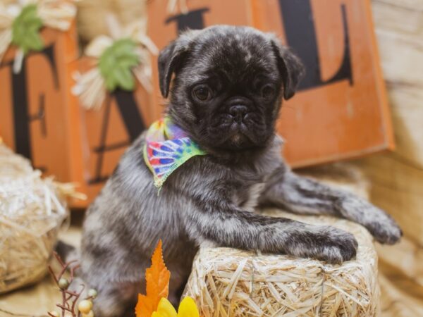 Pug-DOG-Male-Brindle Black Mask-15503-Petland Wichita, Kansas