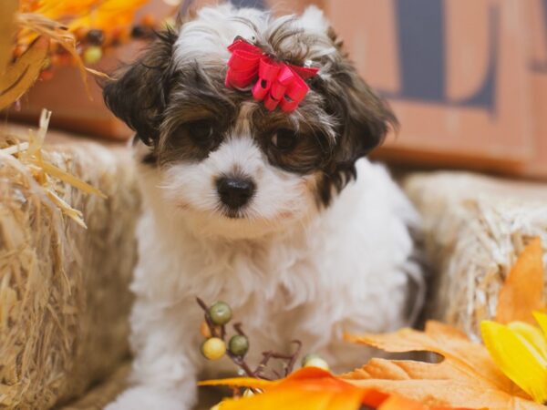 Toy ShihPoo DOG Female Gold and White 15502 Petland Wichita, Kansas