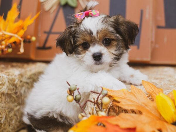 Toy ShihPoo DOG Female Gold and White 15501 Petland Wichita, Kansas