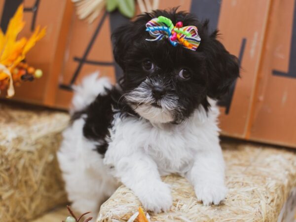 Toy ShihPoo DOG Female Black and White 15500 Petland Wichita, Kansas