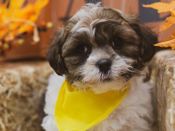 Toy ShihPoo DOG Male Gold and White 15499 Petland Wichita, Kansas