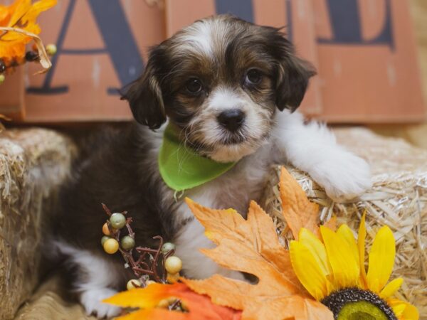 Toy ShihPoo DOG Male Gold and White 15498 Petland Wichita, Kansas