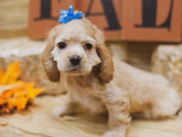 Cocker Spaniel DOG Female Buff 15496 Petland Wichita, Kansas