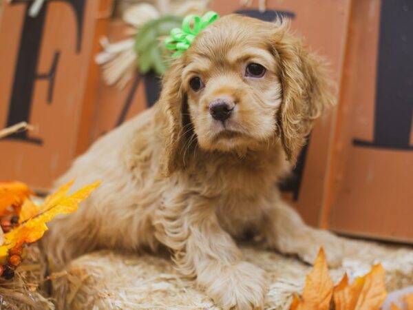 Cocker Spaniel DOG Female Buff 15495 Petland Wichita, Kansas