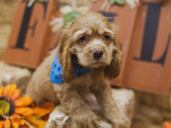 Cocker Spaniel-DOG-Male-Buff-15494-Petland Wichita, Kansas