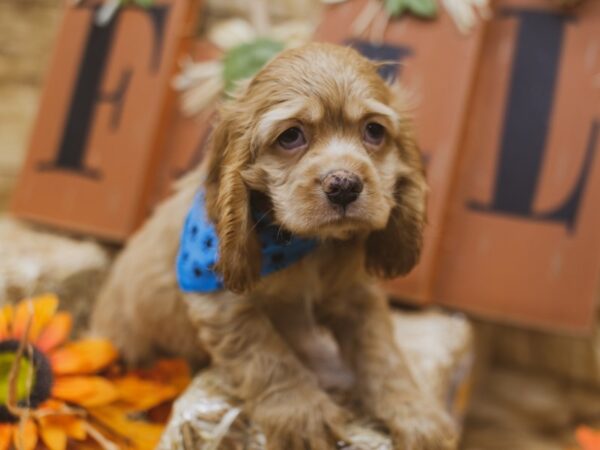 Cocker Spaniel DOG Male Buff 15494 Petland Wichita, Kansas