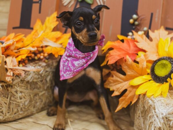 Miniature Pinscher DOG Female Black & Tan 15493 Petland Wichita, Kansas