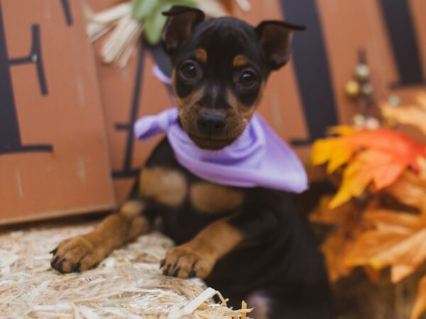 Miniature Pinscher DOG Female Black & Tan 15492 Petland Wichita, Kansas