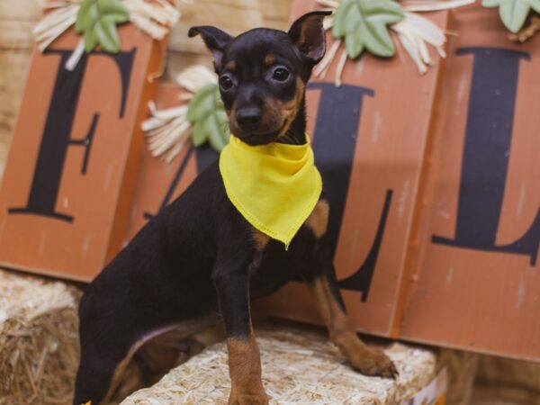 Miniature Pinscher DOG Male Black & Tan 15491 Petland Wichita, Kansas