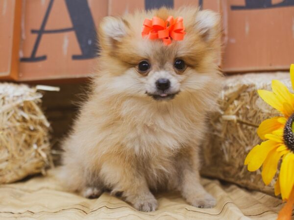 Pomeranian DOG Female Sable 15489 Petland Wichita, Kansas