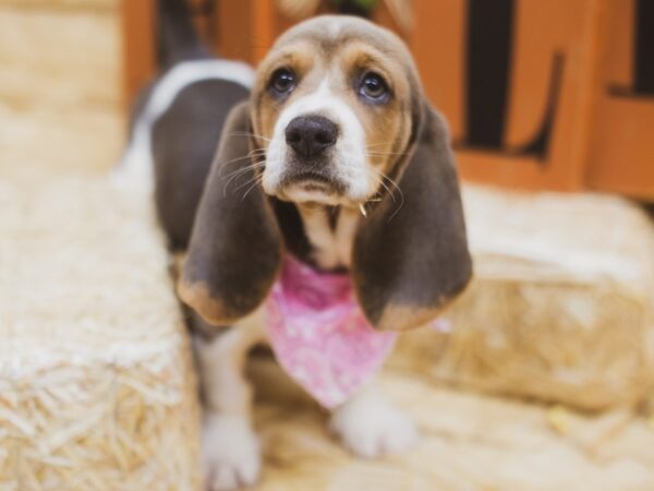 Basset Hound DOG Female Blue Tri 15534 Petland Wichita, Kansas