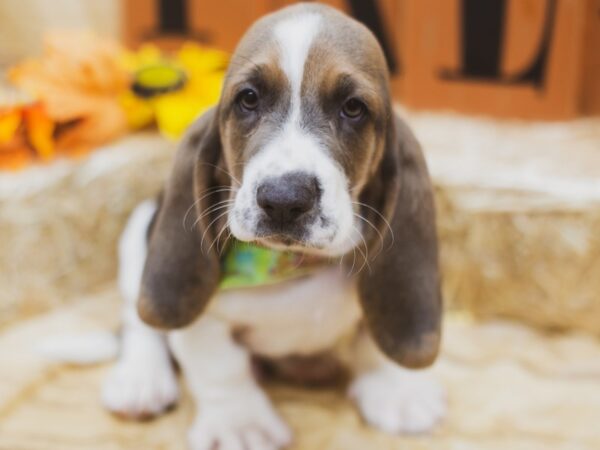 Basset Hound DOG Male Blue Tri 15533 Petland Wichita, Kansas