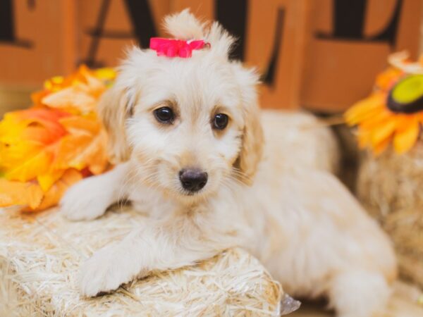 F1B Mini Goldendoodle DOG Female Golden 15532 Petland Wichita, Kansas