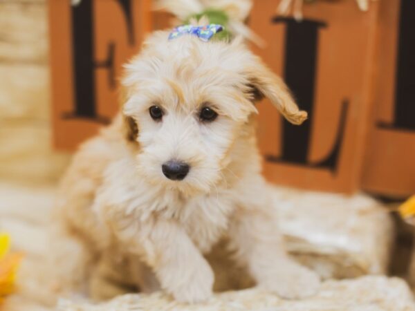 F1B Mini Goldendoodle-DOG-Female-Golden-15531-Petland Wichita, Kansas