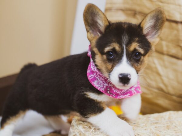 Pembroke Welsh Corgi DOG Female Black Tri 15530 Petland Wichita, Kansas