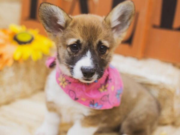 Pembroke Welsh Corgi DOG Female Sable 15529 Petland Wichita, Kansas