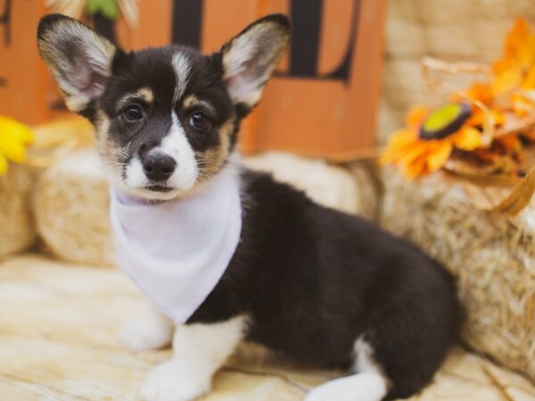 Pembroke Welsh Corgi DOG Female Black Tri 15528 Petland Wichita, Kansas