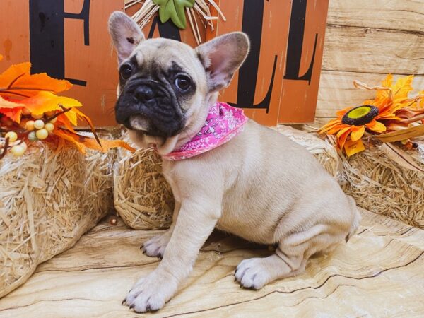 French Bulldog DOG Female Fawn Black Mask 15527 Petland Wichita, Kansas