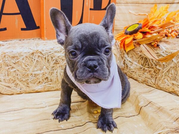 French Bulldog-DOG-Female-Blue-15526-Petland Wichita, Kansas