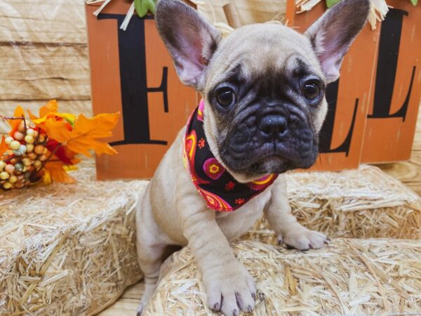 French Bulldog DOG Female Fawn 15525 Petland Wichita, Kansas