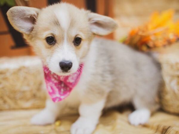 Pembroke Welsh Corgi DOG Female Red & White 15524 Petland Wichita, Kansas