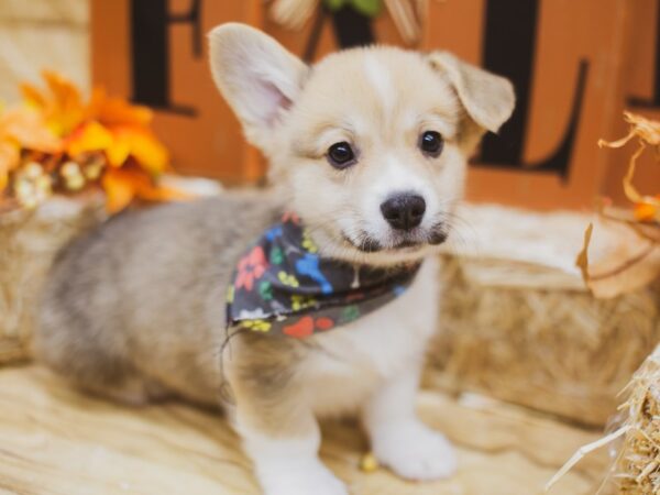 Pembroke Welsh Corgi DOG Male Red & White 15523 Petland Wichita, Kansas