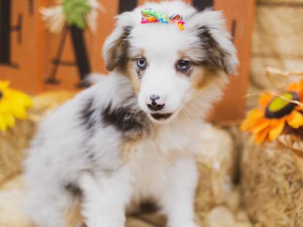 Miniature Australian Shepherd DOG Female Blue Merle 15522 Petland Wichita, Kansas