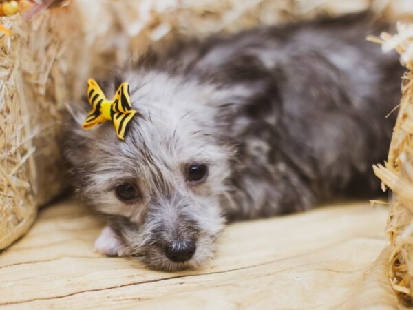 Powder Puff Chinese Crested DOG Female Grey 15521 Petland Wichita, Kansas