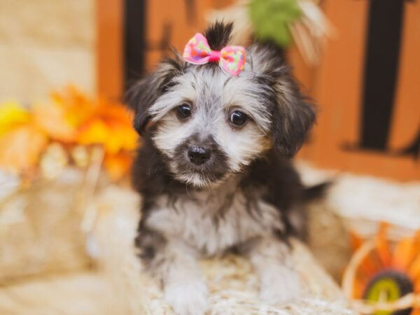 Powder Puff Chinese Crested DOG Female Black and tan 15520 Petland Wichita, Kansas