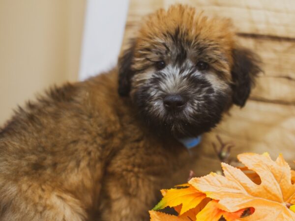 Soft Coated Wheaten Terrier DOG Male Wheaten 15519 Petland Wichita, Kansas