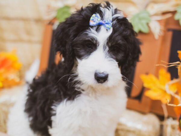 F1B Bernardadoodle DOG Female Black and white 15518 Petland Wichita, Kansas