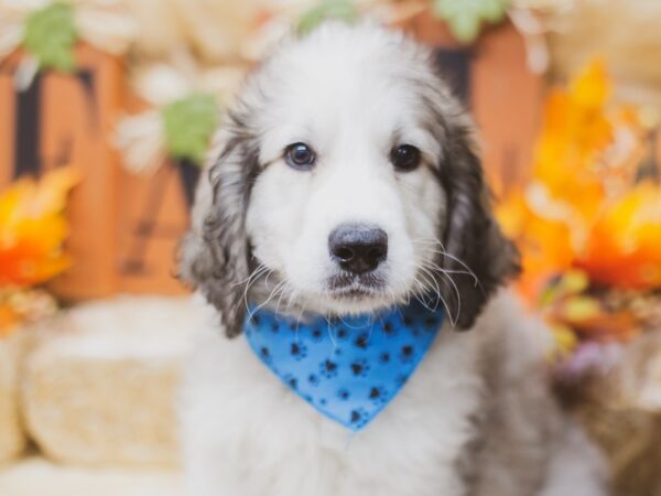 F1B Bernardadoodle DOG Male Sable and white 15517 Petland Wichita, Kansas