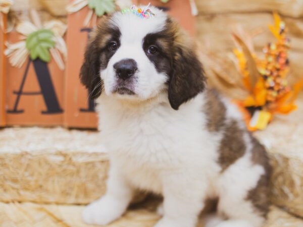 Saint Bernard DOG Female Mahagony & White 15516 Petland Wichita, Kansas