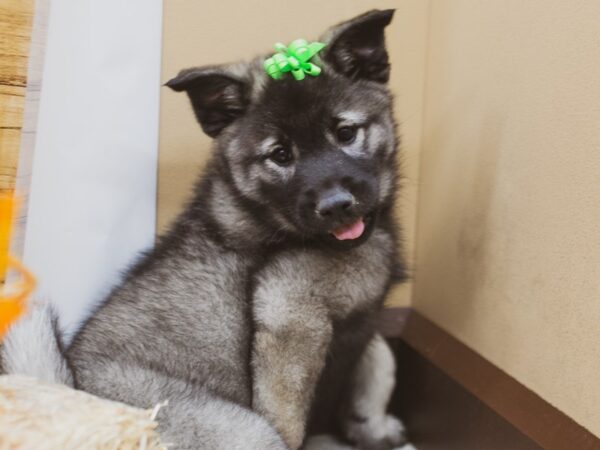 Norwegian Elkhound DOG Female Black & Silver 15514 Petland Wichita, Kansas