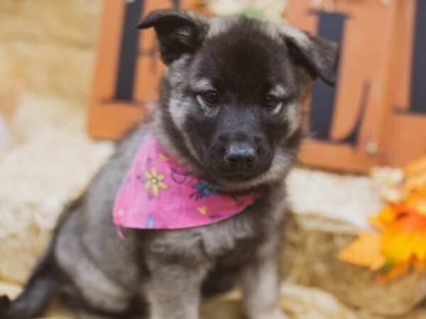 Norwegian Elkhound DOG Female Black & Silver 15512 Petland Wichita, Kansas