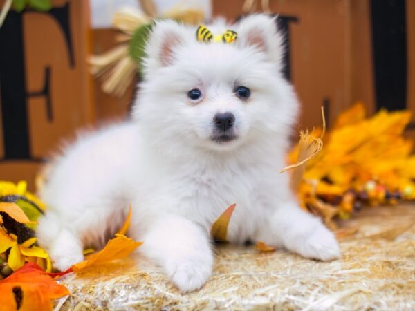 Miniature American Eskimo DOG Female White 15547 Petland Wichita, Kansas