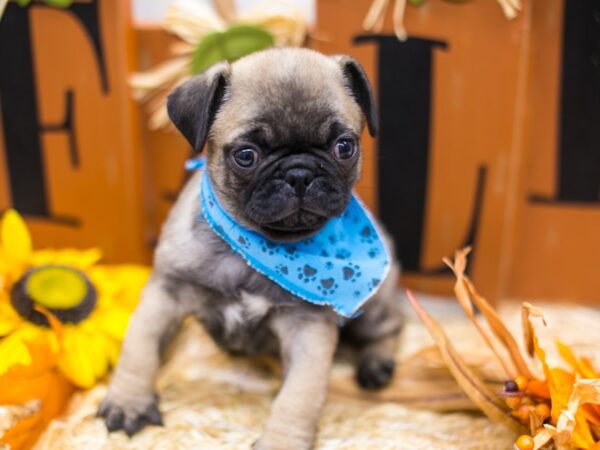Pug-DOG-Male-Dark Fawn/Black Mask-15546-Petland Wichita, Kansas