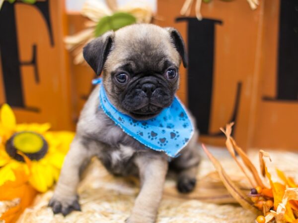 Pug DOG Male Dark Fawn/Black Mask 15546 Petland Wichita, Kansas