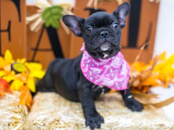 French Bulldog DOG Female Brindle & White 15545 Petland Wichita, Kansas