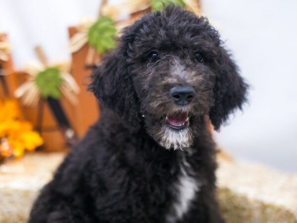 F1B Goldendoodle DOG Female Black with some white 15497 Petland Wichita, Kansas