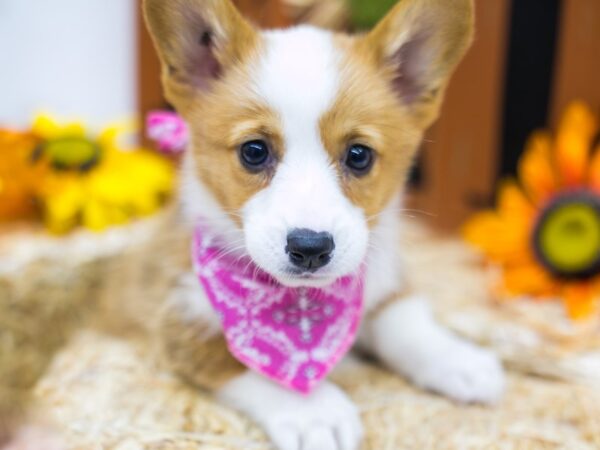 Pembroke Welsh Corgi DOG Female Red & White 15544 Petland Wichita, Kansas