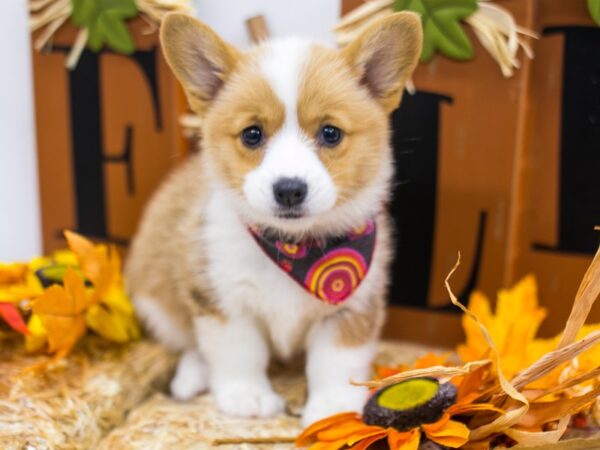 Pembroke Welsh Corgi-DOG-Female-Red & White-15543-Petland Wichita, Kansas