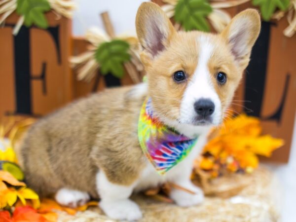 Pembroke Welsh Corgi DOG Male Red & White 15542 Petland Wichita, Kansas